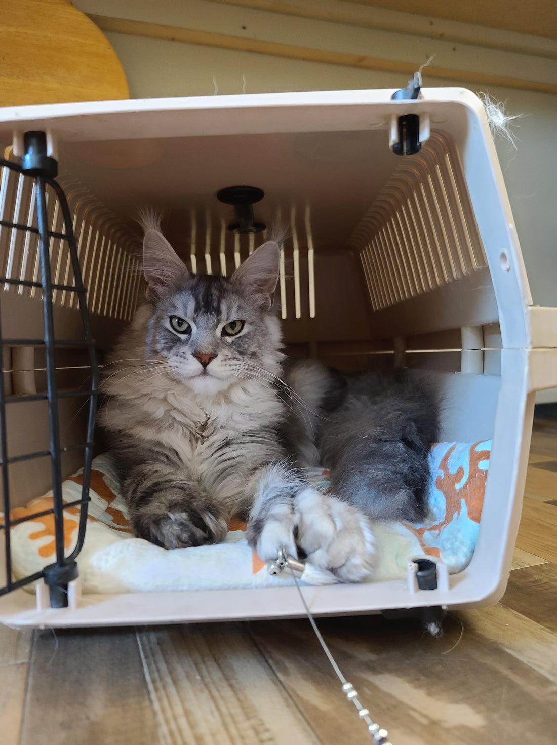 Maine Coons and the Whiskers Super Duper Litter Scooper: A Match Made in Kitty Heaven